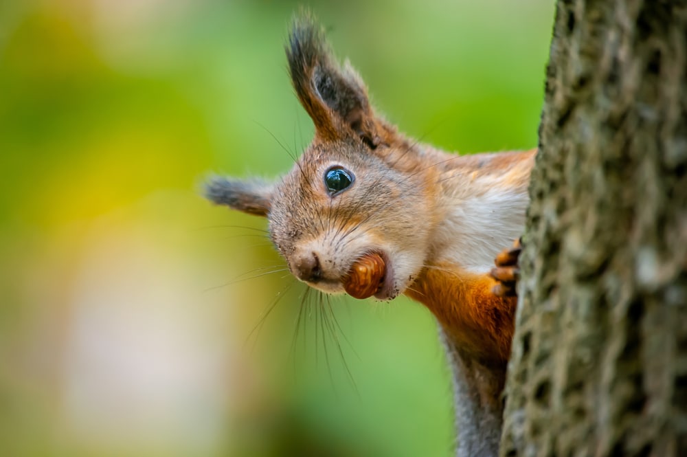 Squirrel Diet And Habits