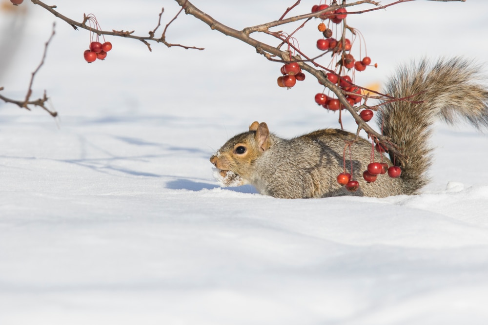 Seasonal Diet Of Squirrels