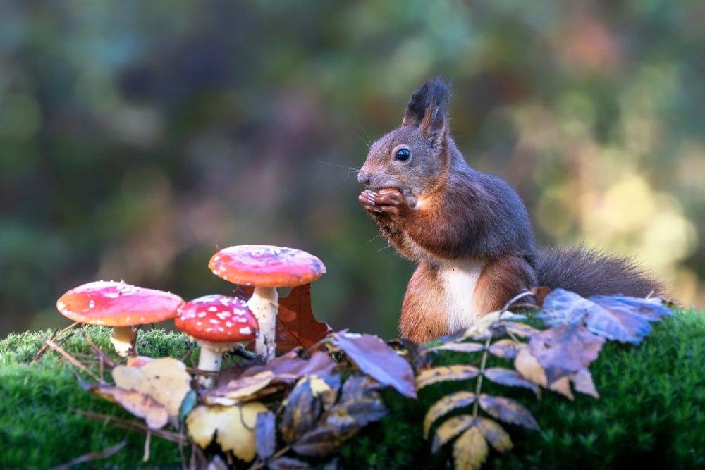 Garden-Friendly Squirrel Food