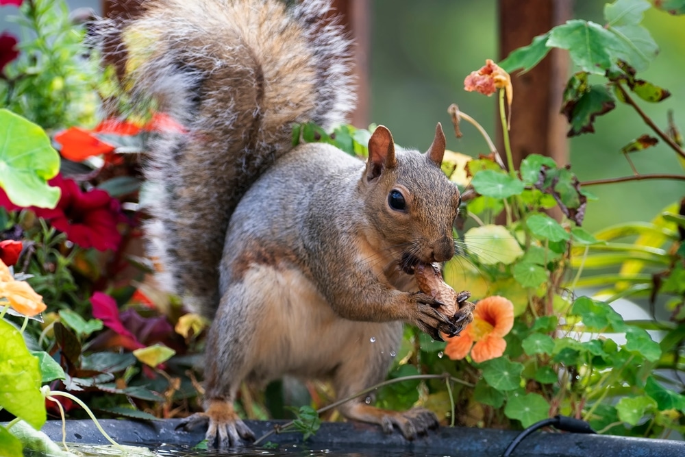 How To Feed Squirrels In Your Garden