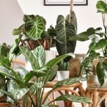 Philodendron Care, Varieties, and Aesthetic Home Arrangements Featured Image