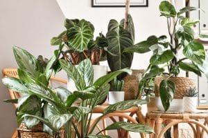 Philodendron Care, Varieties, and Aesthetic Home Arrangements Featured Image