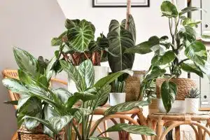 Philodendron Care, Varieties, And Aesthetic Home Arrangements