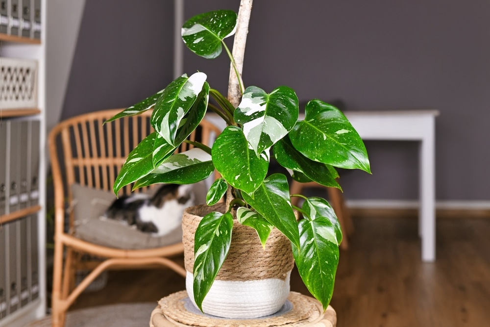 Types of Philodendrons