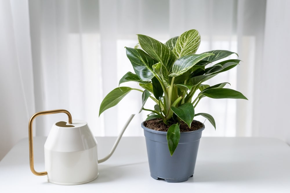 Philodendron Care