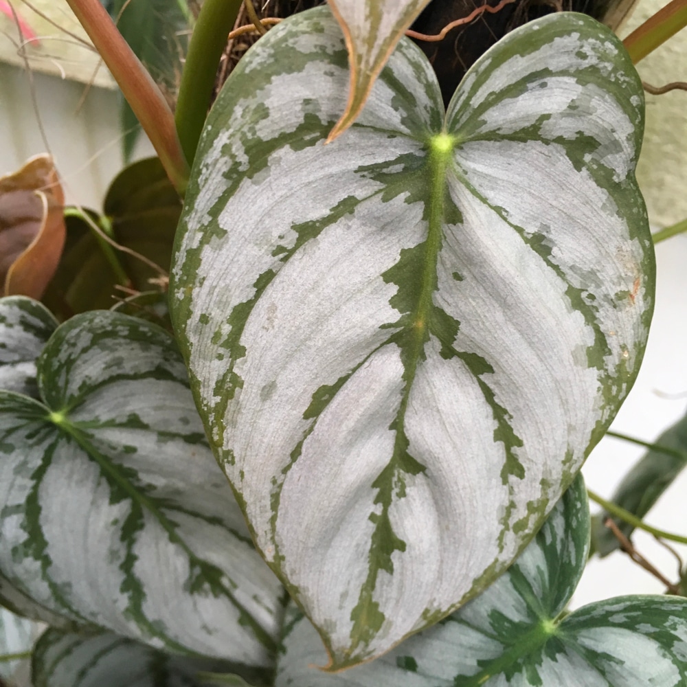 Brandt’s Philodendron, Silverleaf Philodendron, Brandi Philodendron  (Philodendron brandtianum)