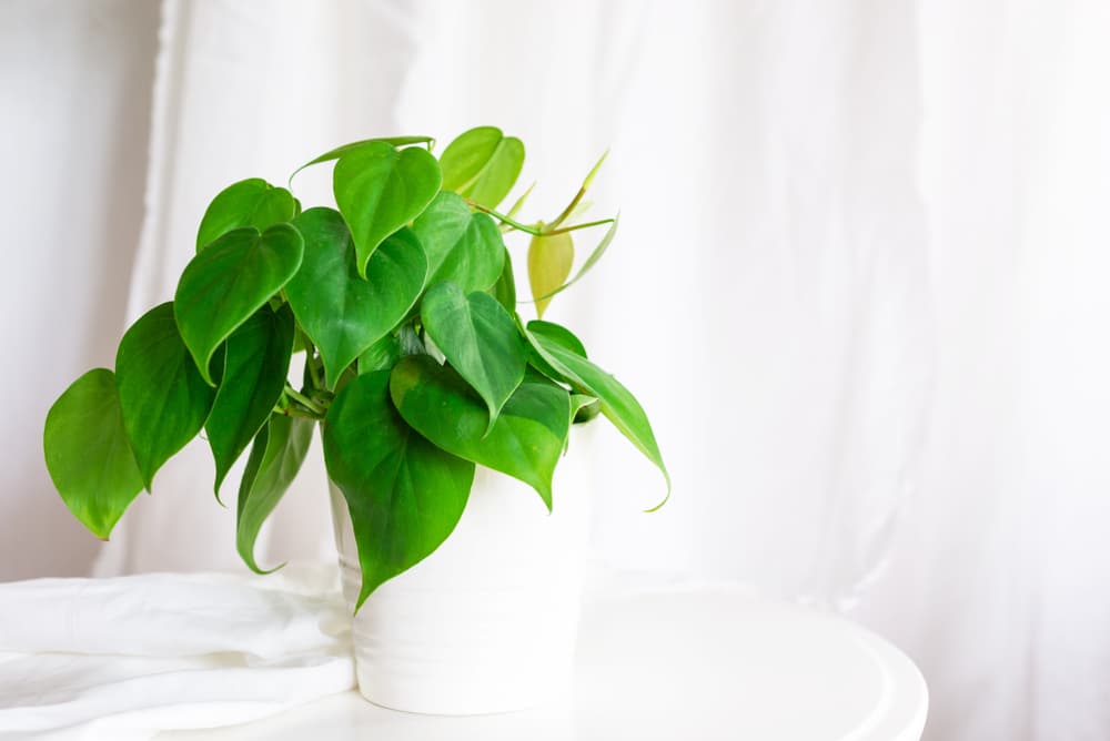 Heartleaf Philodendron (Philodendron hederaceum)