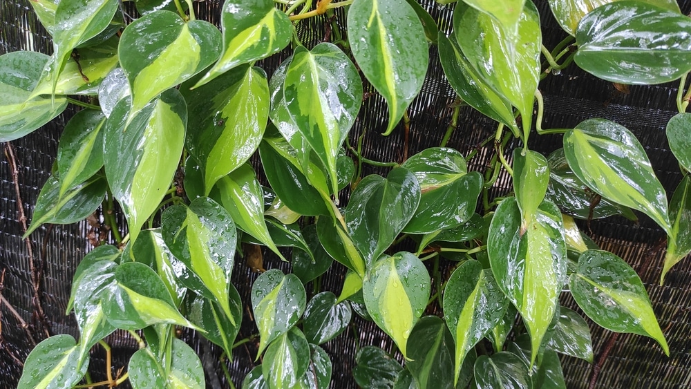 Brasil Philodendron (Philodendron hederaceum ‘Brasil’)