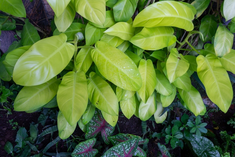 Lemon Lime Philodendron, Neon Philodendron (Philodendron hederaceum ‘Lemon-Lime’)