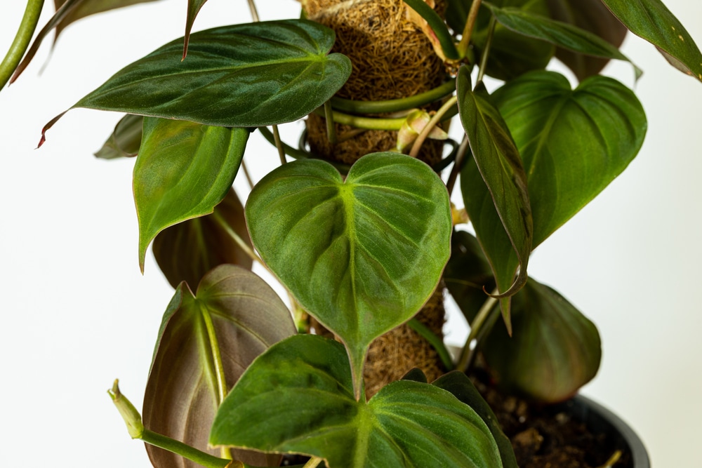 Philodendron Micans, Velvet-Leaf Philodendron (Philodendron hederaceum var. hederaceum)