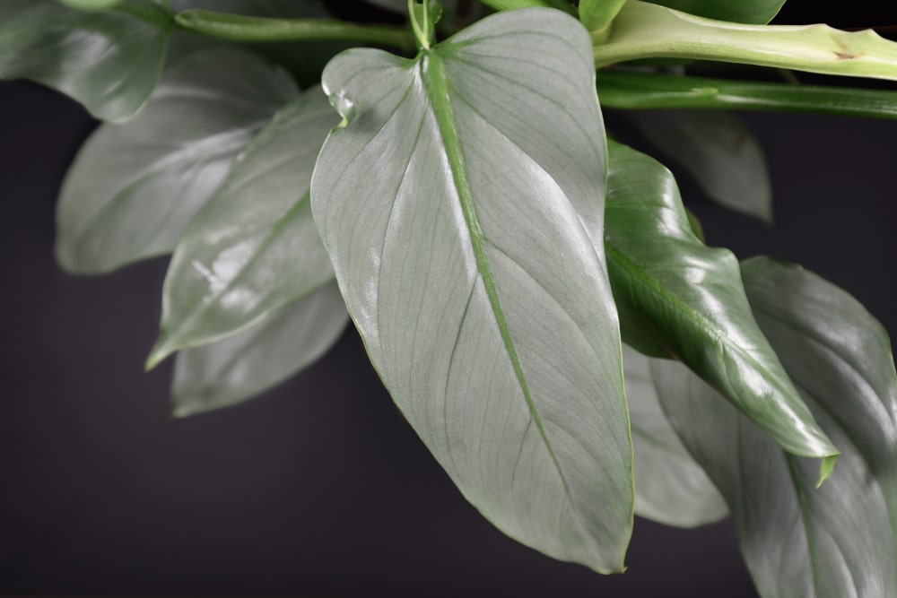 Silver Sword Philodendron (Philodendron hastatum)