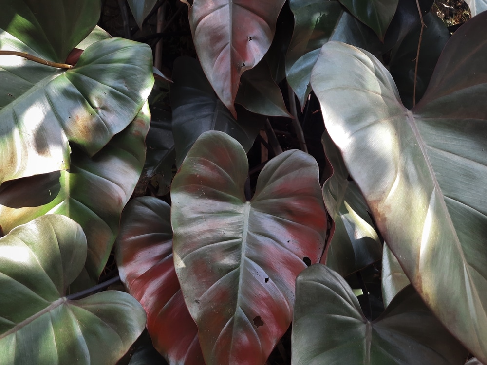 Blushing Philodendron (Philodendron erubescens)