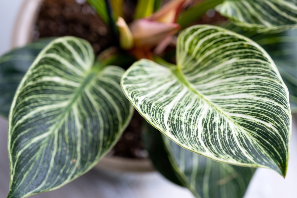 Birkin Philodendron (Philodendron erubescens 'Birkin')