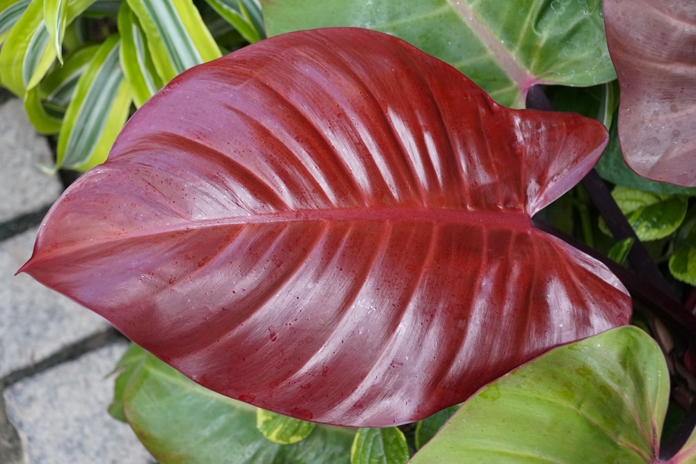 McColley’s Finale Philodendron (Philodendron ‘McColley’s Finale’)