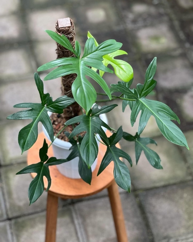 Oak-Leaf Philodendron  (Philodendron pedatum)