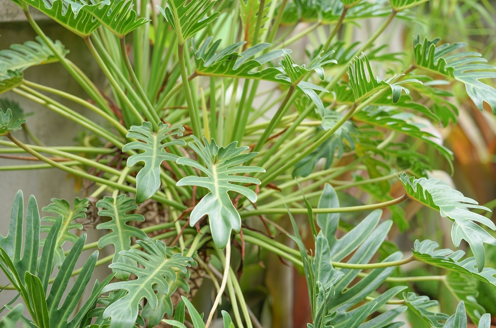 Cutleaf Philodendron (Philodendron ‘Xanadu’)