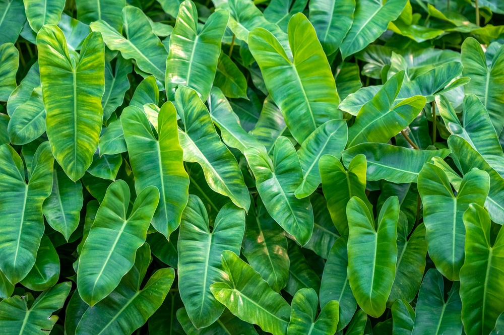 Burle Marx Philodendron (Philodendron burle-marxii)