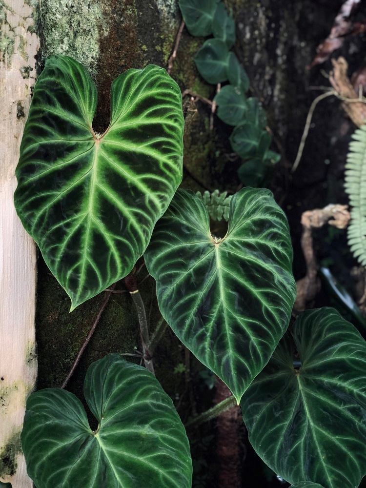 Ecuador Philodendron (Philodendron verrucosum)