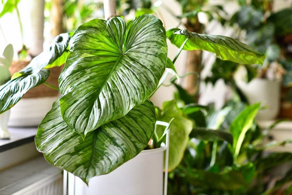 Blotched Philodendron (Philodendron mamei)