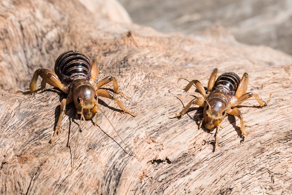 Where Do Potato Bugs Live?