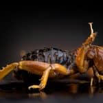 Potato Bugs: Identification, Impact, And Control