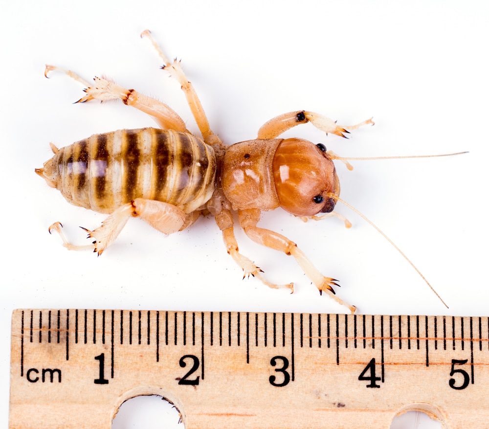 Identification Of Potato Bugs