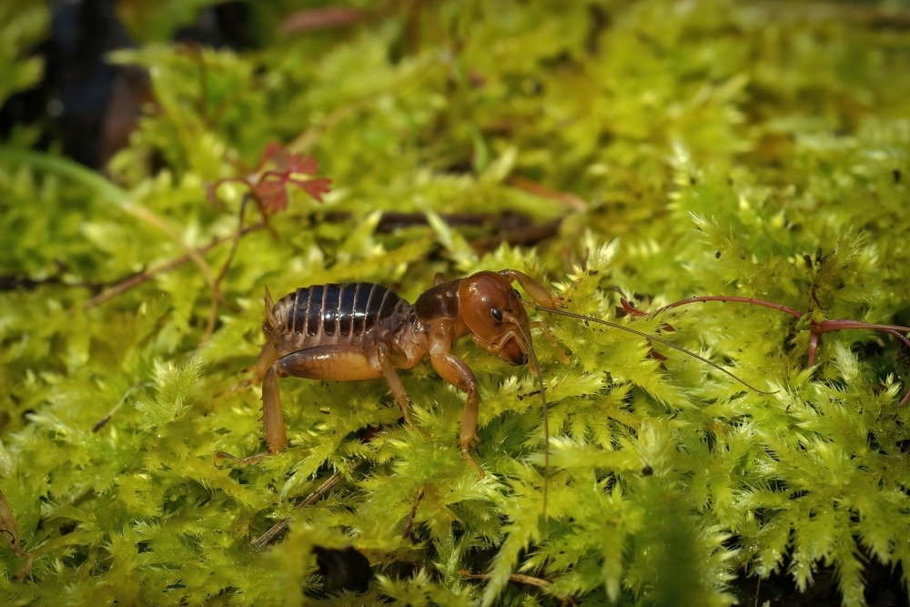 “Types” Of Potato Bugs