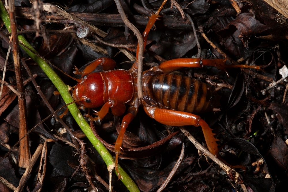 Potato Bug Life Cycle