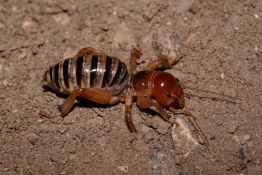 Potato Bugs And Their Diet