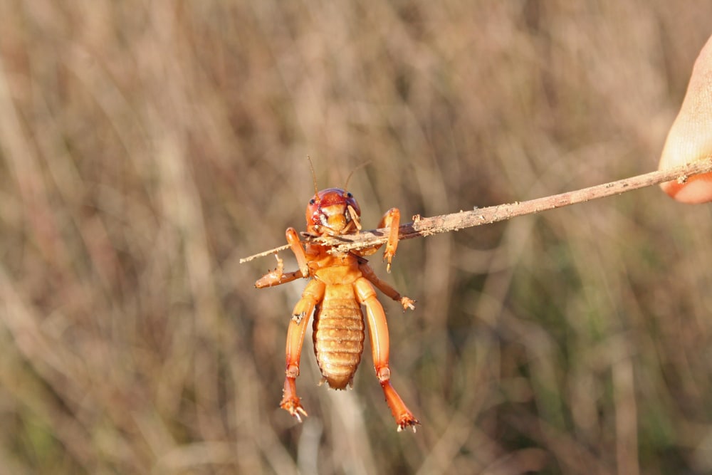 Sustainable Methods To Get Rid Of Potato Bugs