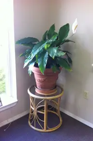 A peace lily with glossy green leaves and pale flower spathes in a terracotta pot on a woven stand beside a window.