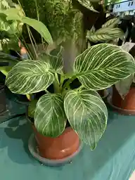 A small potted Philodendron Birkin with dark green leaves covered in fine pale pinstripes, photographed among other plants.