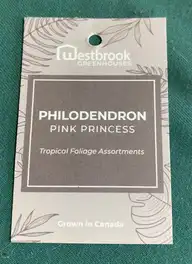 Rectangular Philodendron Pink Princess label with a pale leafy border and the variety name printed in its center.