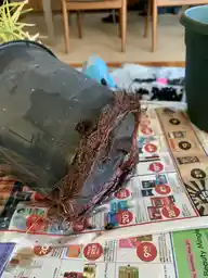 A dark nursery pot tipped on its side over newspaper, with a thick mat of roots growing through the drainage holes.