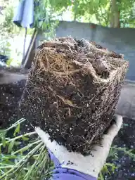 A root ball held outside its container, with a dense network of pale roots wrapping around the sides and bottom.