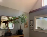 Tall schefflera in a black pot beside two bright windows, with leafy stems spreading over a wooden cabinet.